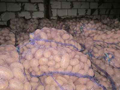 Картофель сортов «Бриз», «Журавинка», «Скарб» ИП Альмахов - описание и фото  продукции в каталоге брендов Foodretail.ru