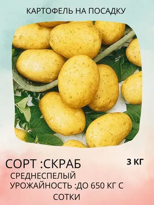 Картофель семенной Голубизна - купить по низкой цене с доставкой