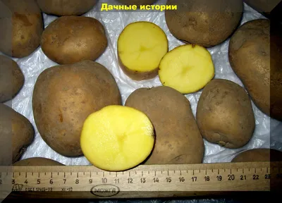 Какие можете посоветовать урожайные и устойчивые сорта картофеля: отвечаем  на новые вопросы дачников | Дачные истории | Дзен