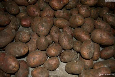 Купить Картофель Ред Скарлет от Питомник Семена.ру, 370