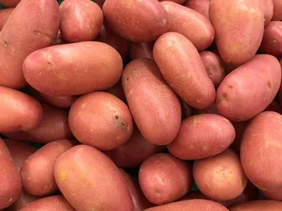 Картофель семенной (посадочный) Ред Скарлет. Ранний, 1 репродукция 1 кг.  Урожай 2022 года. – фото, отзывы, характеристики в интернет-магазине  ROZETKA от продавца: Михалыч | Купить в Украине: Киеве, Харькове, Днепре,  Одессе, Запорожье, Львове