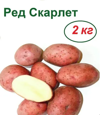 Обзор лучших сортов картофеля: самые вкусные и урожайные - Алекс Фрут