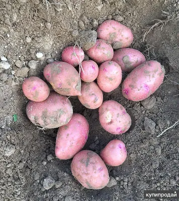 Agro2b – информационно-аналитический портал в сфере сельского хозяйства,  торговая площадка, социальная сеть для аграриев | Agro2b.ru