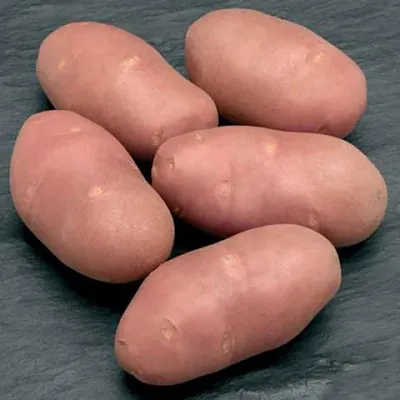 Семенной картофель Ред Скарлет, Голландия купить - Компания ФОРСАГРО