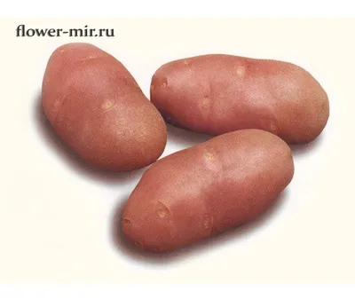 Семенной картофель Ред Скарлет, I-я репродукция (ID#1492531989), цена:  35.70 ₴, купить на Prom.ua