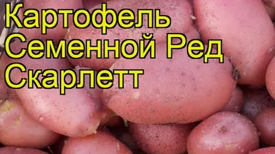Картофель Сорт Ред Скарлетт (Red Scarlett) - «Не понравился» | отзывы