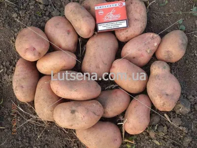 ≡ Семенной картофель Славянка (среднеспелый) Элита - Купить в Украине ᐉ  Цены, Отзывы – LUTSENA