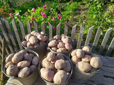 Продам велику картоплю сорт Божий Дар, Славянка — Agro-Ukraine