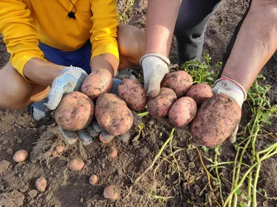 Выкопали картофель и подводим итог: Сорта, которые порадовали урожаем летом  2021 | Зоркий | Дзен