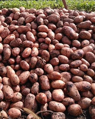 Семенной картофель Тирас, Украина купить - Компания ФОРСАГРО