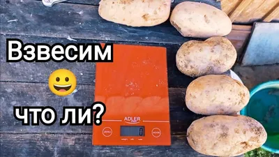 Картофель Славянка,опт: 8 грн. - Продукты питания / напитки Запорожье на Olx