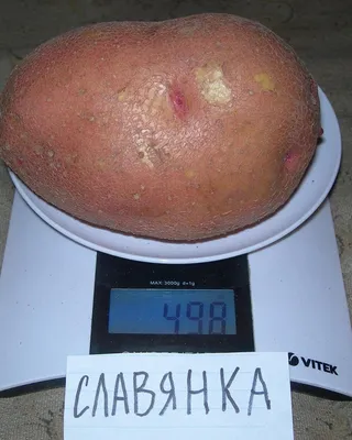 Продам товарный картофель от населения, сорта бела роса, славянка, санте,  аризона — Agro-Ukraine