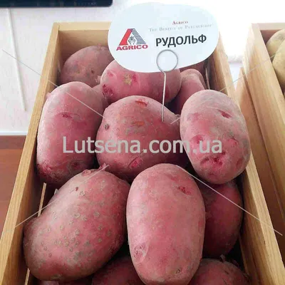 Картофель цветной расы начали выращивать в Украине - Інфоіндустрія