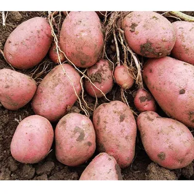 Сорт картофеля Славянка, описание, фото, характеристика и отзывы, а также  особенности выращивания