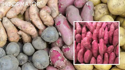 ≡ Семенной картофель Рудольф (среднеспелый) 1 репродукция - Купить в  Украине ᐉ Цены, Отзывы – LUTSENA