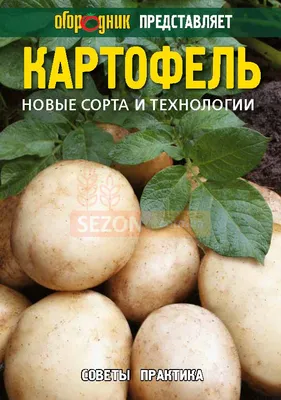 7dach - Как сохранить урожай картофеля до весны без потерь В народе  поговаривают, что с картошкой все просто: если зимой не съедят, то весной  посадят. Заставляет улыбнуться, но согласитесь: совсем не просто