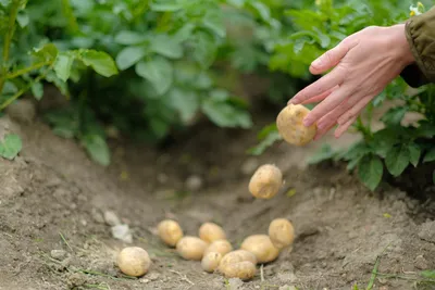 Купить семенной картофель, посадочный картофель элитных сортов - ФХ МАЛАНКА