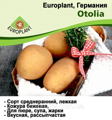 семенной картофель Кимерия, купить за 300.00 грн. :: Rastim