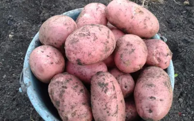 Семенной картофель Славянка (Элита) купить в Украине | Веснодар