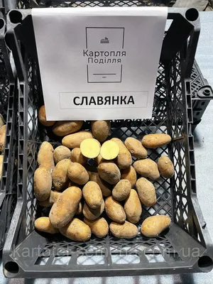Продам крупный картофель сорта СЛАВЯНКА - Овощи, фрукты - Продукты питания  - Доска объявлений - Shipunovo.info