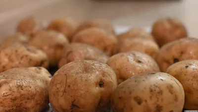 Культ картофеля: какова себестоимость культуры и выгодно ли ее сажать в  таких объемах – новости Украина — Деньги