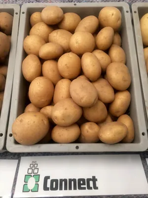Более 68 тысяч тонн картофеля планируют собрать в Крыму в этом году | ИА  Красная Весна