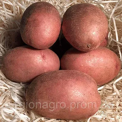 Все сорта картофеля, допущенные к использованию в РФ — АгроXXI