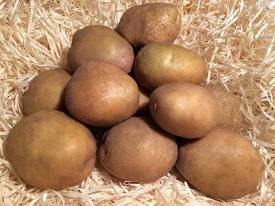 Клубника по 800 или по 100 — цены на картошку и клубнику в Новороссийске