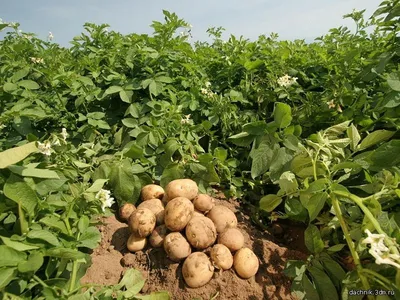 Картофель: новые сорта и технологии - купить недорого интернет магазин с  доставкой по Украине |Sezon