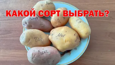 Грантополучатели РНФ совместно с агробизнесом представили новый метод  доставки компонентов для геномного редактирования в картофель
