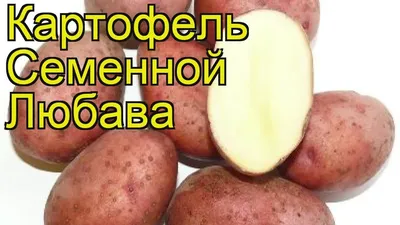 Адретта, Любава, Пикассо. Какие сорта картофеля у меня удались лучше всего,  а на какие и время тратить не стоит | Сибирский сад Оксаны Артеменко | Дзен