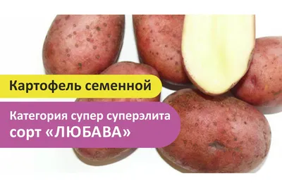 Картофель Любава: описание сорта с характеристикой и отзывами
