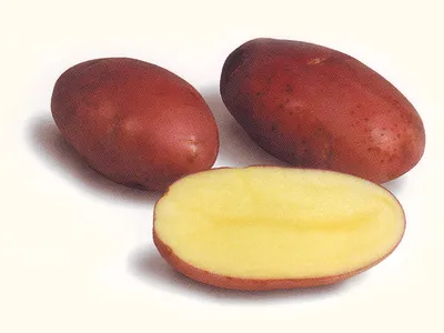 Сад Шубиной