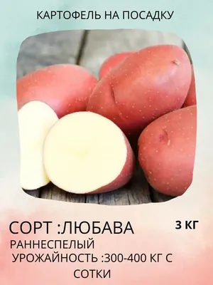 Семенной картофель, предлагаемый ООО \"Алчак\" в 2023 - 2024 годах