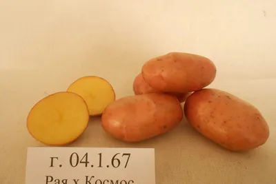Семенной картофель высоких репродукций можно приобрести в магазинах  торговой сети «Петровский» в Архангельске в 2020 году - 20 марта 2020 -  29.ru