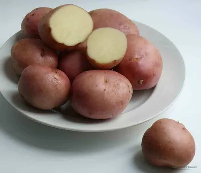 Лучшая картошка: ТОП-10 сортов картофеля на любой вкус