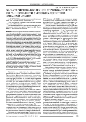 Кузбасский картофель настолько хорош, что его начали подделывать - МК  Кузбасс