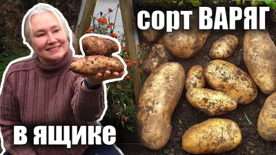 Характеристика коллекции сортов картофеля по раннеспелости в условиях  лесостепи Западной Сибири – тема научной статьи по сельскому хозяйству,  лесному хозяйству, рыбному хозяйству читайте бесплатно текст  научно-исследовательской работы в электронной ...