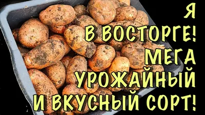 Лучшая картошка: ТОП-10 сортов картофеля на любой вкус