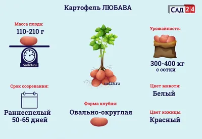 Сорта картофеля – описание, фото, характеристика, лучшие, ранние, белые  сорта