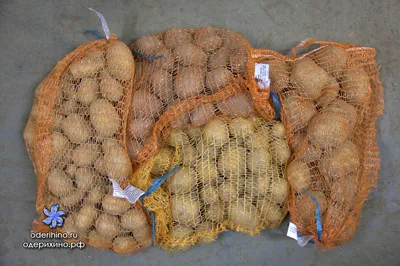 Продуктивный картофель для стола северян