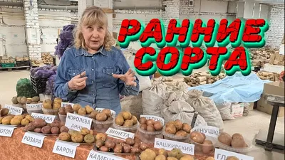 Картофель. Архив. - Страница 60 - форум-виноград