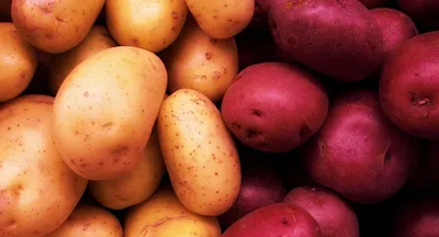 Картофель цыганский - любительский сорт картофеля solanum tuberosum для  столового использования. | Премиум Фото
