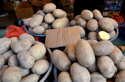 Купить туношна картофель Кожино оптом и в розницу по низкой цене