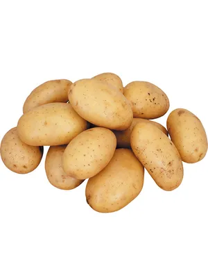 Продам картошку сорт цыганка, купить картошку сорт цыганка, Сумская обл —  Agro-Ukraine