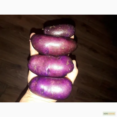 Цветной картофель – сорта с фиолетовой, синей и красной мякотью | На грядке  (Огород.ru)