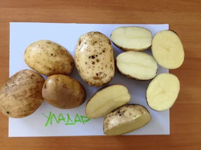 Саженцы, Семена | Беларусь on Instagram: \"🥔 Картофель Уладар/Ранний 🇧🇾  Производитель: Беларусь 💰 Цена: 4.99 руб. 🔸 Количество в упаковке: 1 кг  📆 Картофель семенной Уладар Супер Элита – сорт раннего