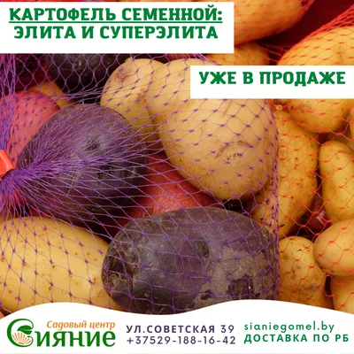 Вместе с учеными и специалистами рассказываем, где и почем купить лучшие  белорусские сорта семенного картофеля