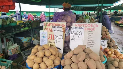 Картофель сорта Бриз - YouTube