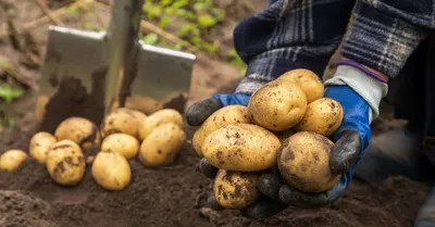 Продажа Продам домашний картофель. Сорт скарб, уладар. Крупный,  среднеразваристый. Обладает отличными вк - Агрохоз. Продукты и товары  сельского хозяйства и загородного дома